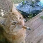 aijaz_.khann profile picture