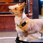 aircorg profile picture