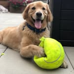 airjordynyc profile picture