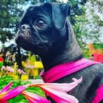 aisha_pugzilla profile picture