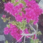 ajaytiwari3016 profile picture