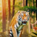 ajitgawade1111 profile picture