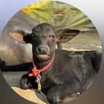 akash_kxng_26 profile picture