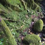 akela_photo profile picture
