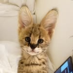 akiomercury profile picture