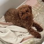 akira.themaltipoo profile picture