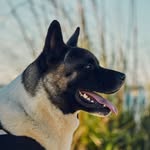 akita.koa profile picture
