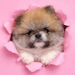 akkaradech_fluffypom profile picture