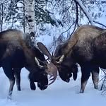 alaskanbynaturehomestead profile picture
