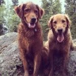 alaskangoldens profile picture