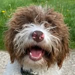alba.thegoodestgirl profile picture