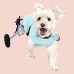 albertonwheels profile picture