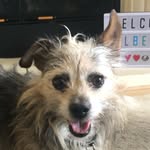 albertsbucketlist profile picture
