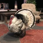 alberttheturkey profile picture