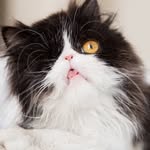 albieluckdragon profile picture