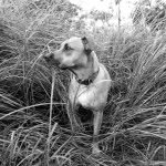 albytherescue profile picture