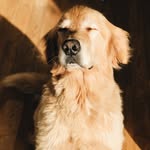 aldoyarturothegolden profile picture