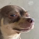 ale_chico profile picture