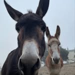 alessandra_sanguinetti profile picture