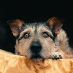 alexander.uv profile picture
