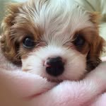 alexathecav profile picture