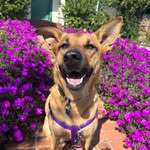 alexisrose_the_dog profile picture