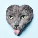 alexmuccilli profile picture