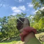 alfaazezindagi11 profile picture