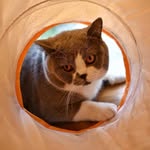 alficats profile picture