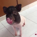 alfytheminipig profile picture