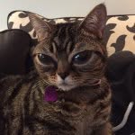 aliencatmatilda profile picture