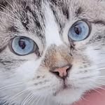 ali_kvali profile picture