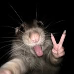alishylishious profile picture