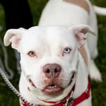 aliverescue profile picture