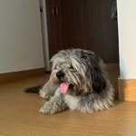 all_about_cocos_life profile picture