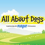 allaboutdogsshow profile picture