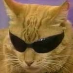 all_cats_are_bastards profile picture