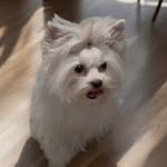 all_star_yorkies profile picture