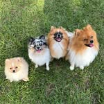 allure.pups profile picture