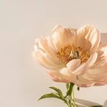 allure_floral_designs profile picture