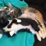 ally_and_tiberius profile picture