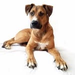 aloha_shelterchic profile picture
