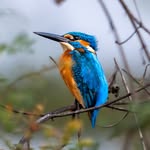 aloka_chitram profile picture
