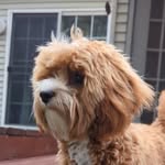 aloothecavapoo profile picture