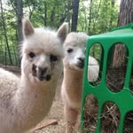 alpacasofinstagram profile picture