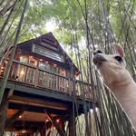 alpacatreehouse profile picture