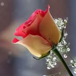alshmali_6 profile picture