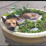 alternatepools profile picture