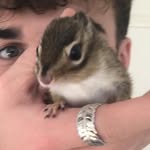 alvinthetinychipmunk profile picture
