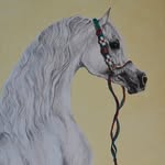 amakksa.ali profile picture